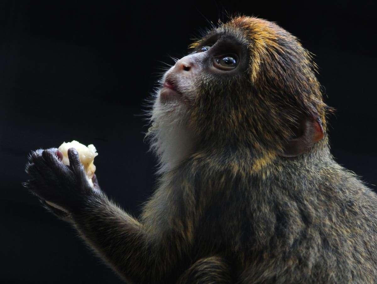 Hong Kong closes zoo after eight animals die in one day