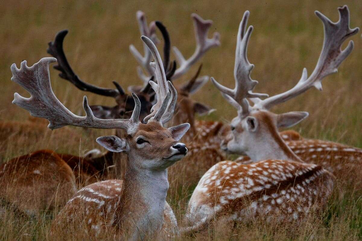 What deer poo tells us about Britain’s woodlands