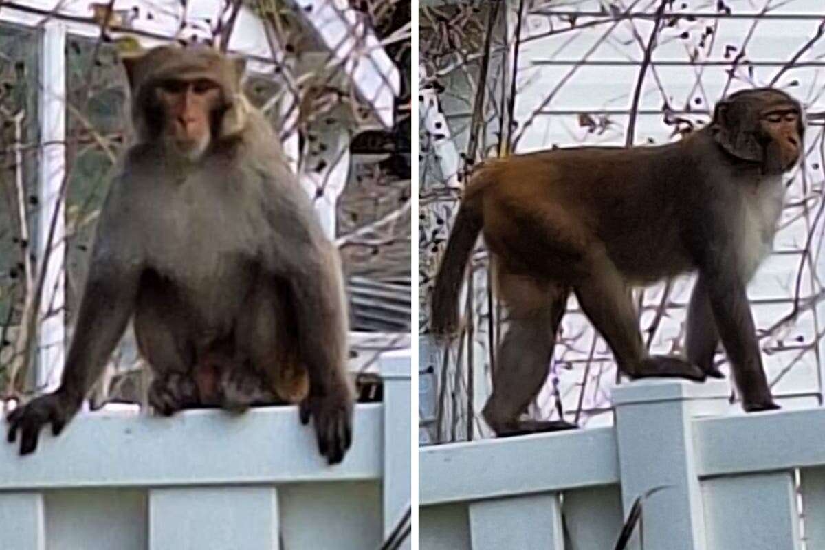 Police warning as ‘really big’ monkeys spotted roaming around Florida