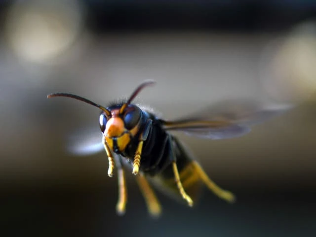 Scientists ask Britons to help stop invasion of Asian hornets