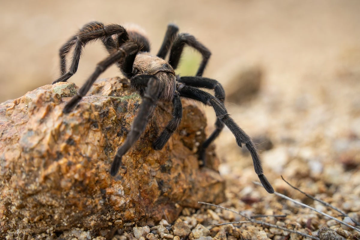 The tarantula invasion has begun – here’s where to watch your step