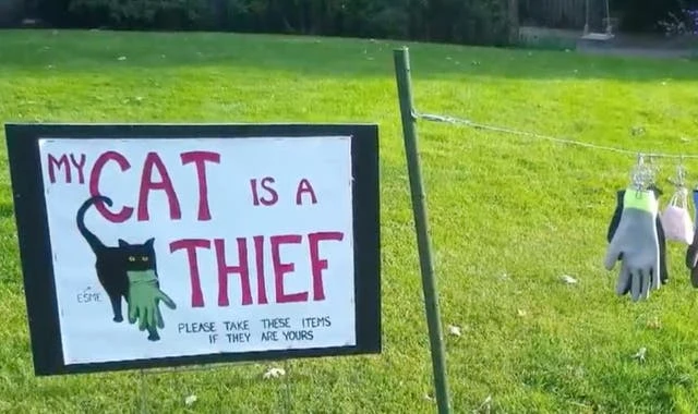 Owner of thieving cat invites neighbours to reclaim stolen items