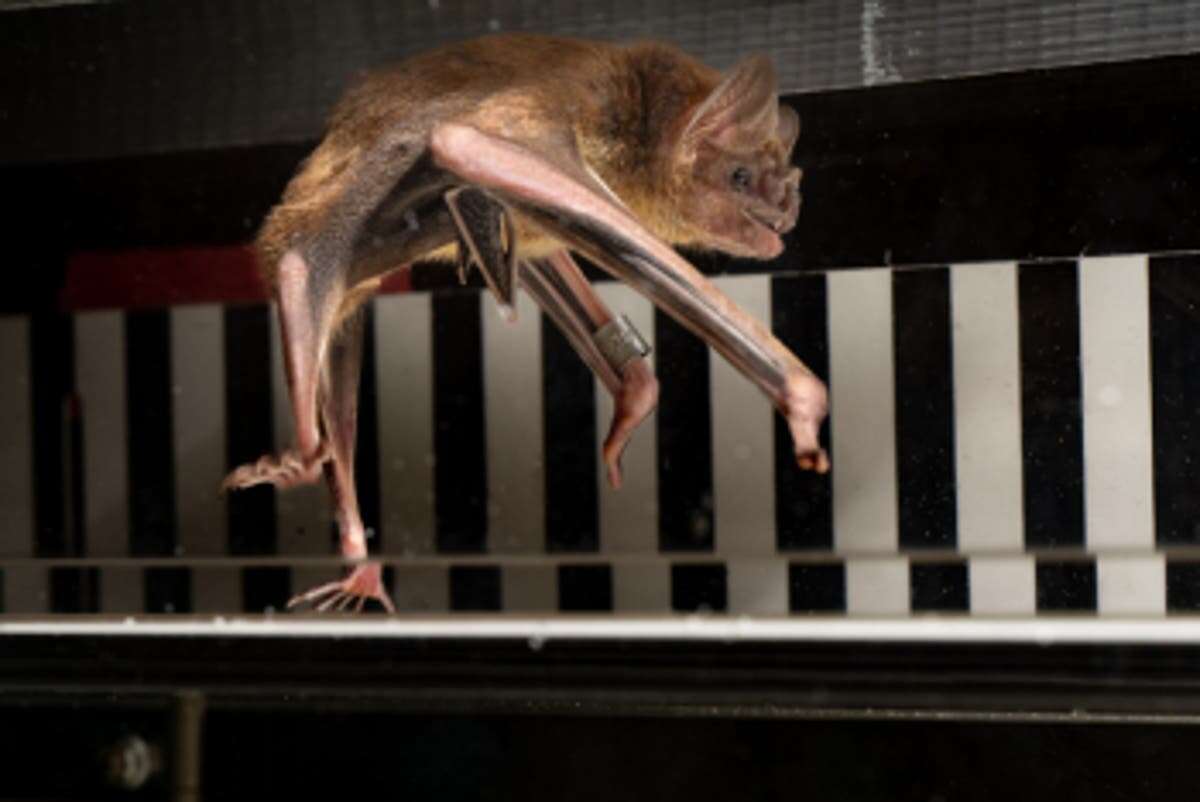 Vampire bats running on treadmills reveal impressive metabolism secret