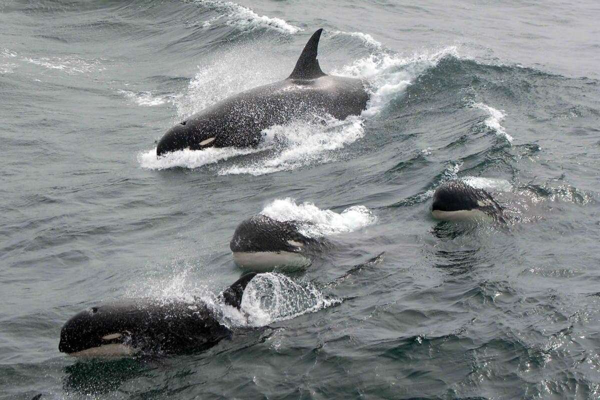 Researchers in desperate attempt to rescue stranded killer whales