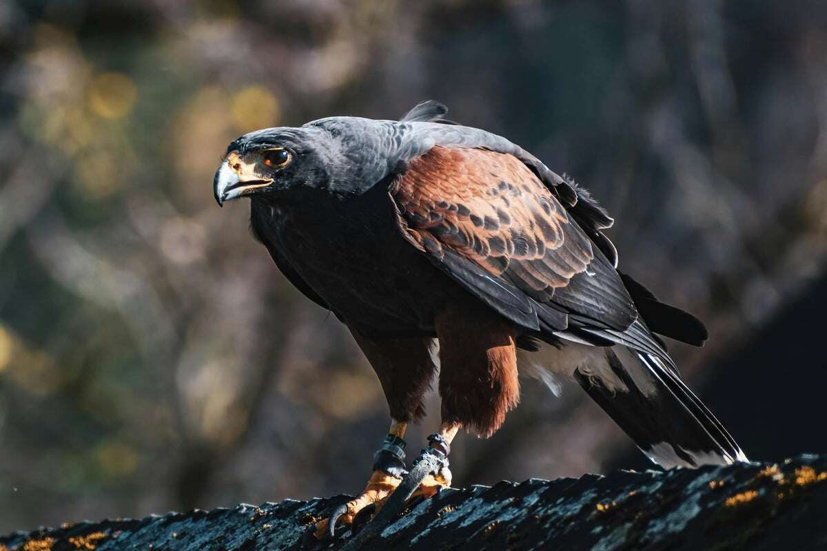 Divebombing hawk terrorising tall men in quiet Hertfordshire village