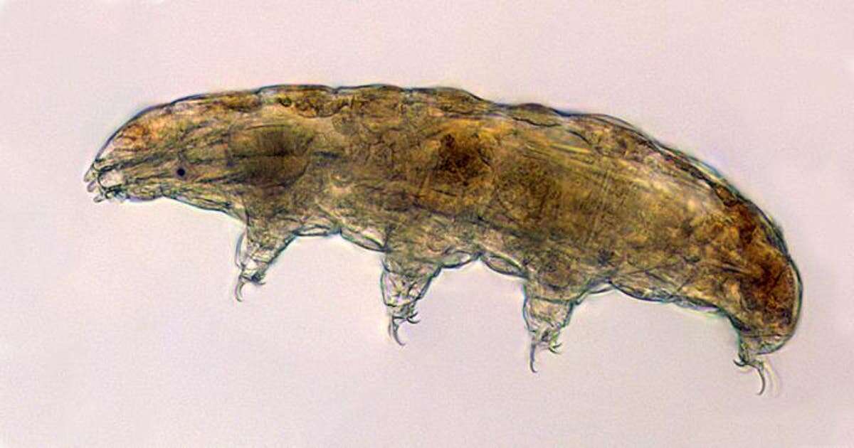 Proteins found in water bears found to slow down human ageing