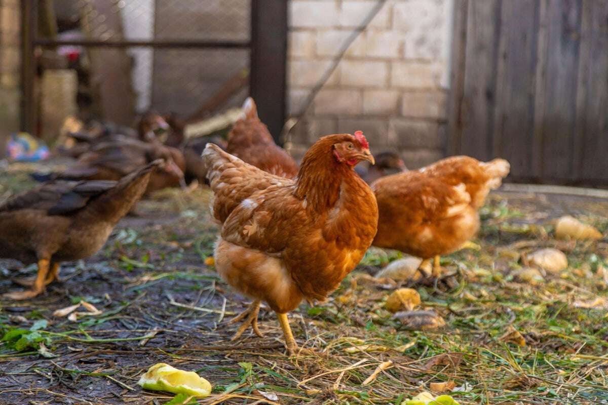 Want to raise backyard chickens? You might want to consider the cost