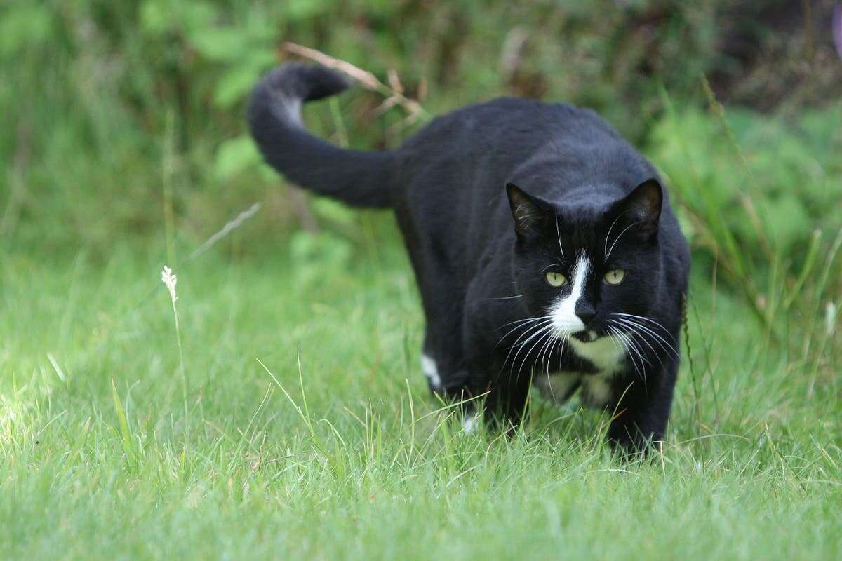 Scientists pinpoint strategies to stop cats from scratching your furniture