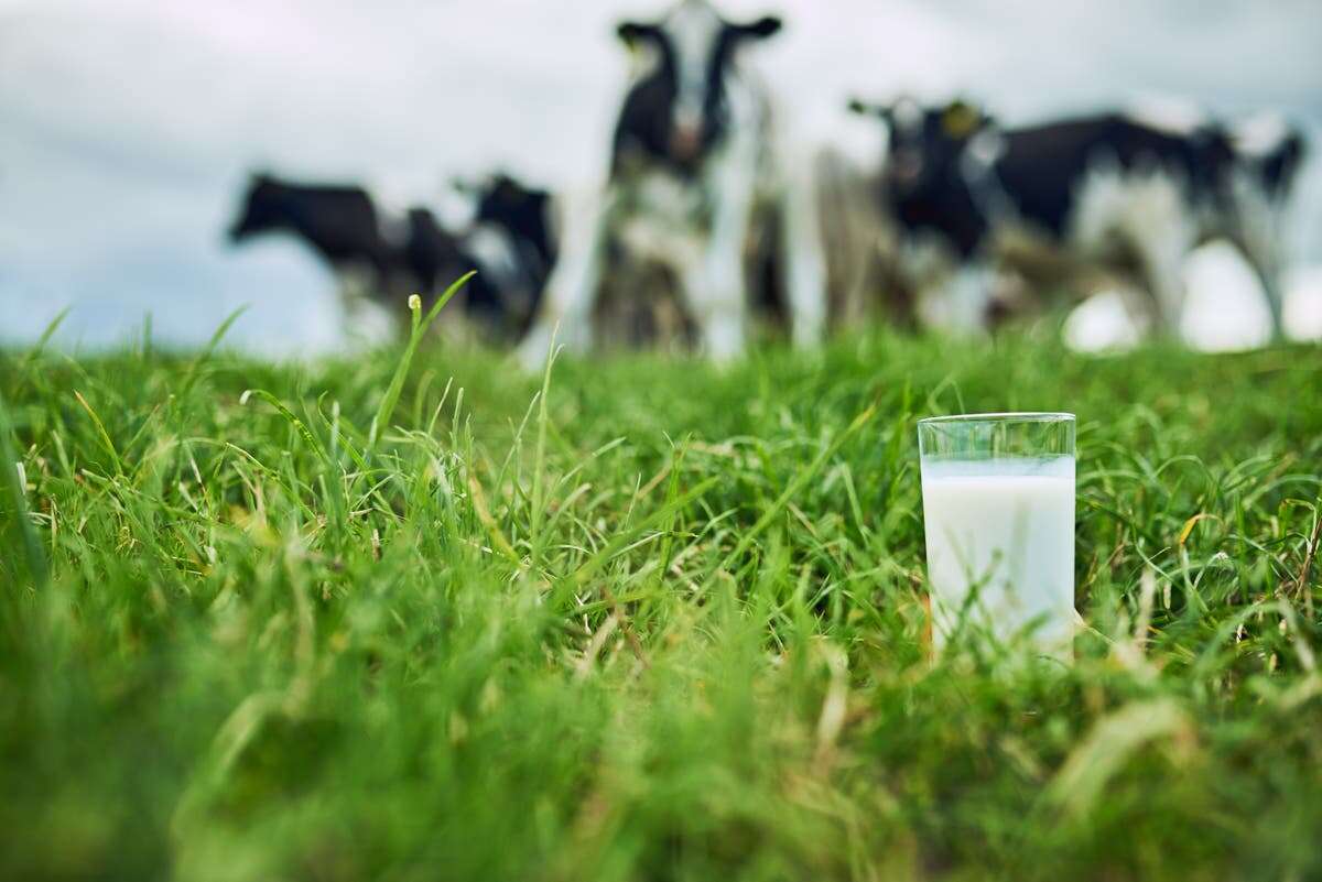 Famine and diseases behind Europeans adapting to milk consumption