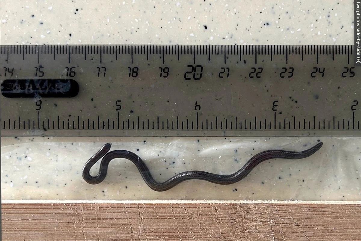 World’s smallest snake measuring four inches found under a rock