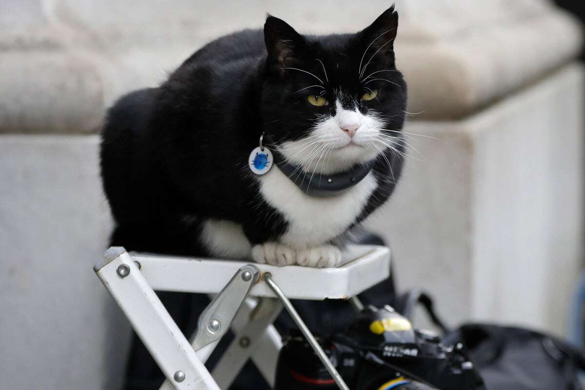 Palmerston the cat comes out of retirement for job in Bermuda