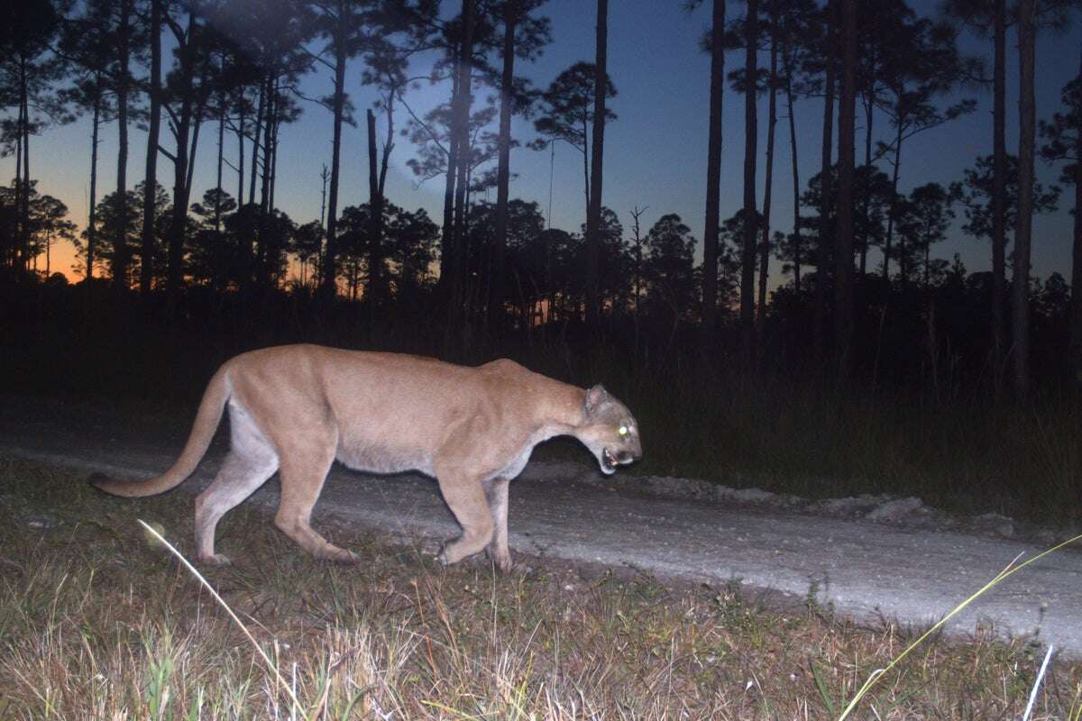 Florida panthers are facing an increasingly urgent threat from traffic