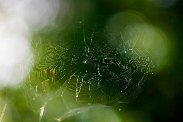 New spider species discovered in India named after hero police officer
