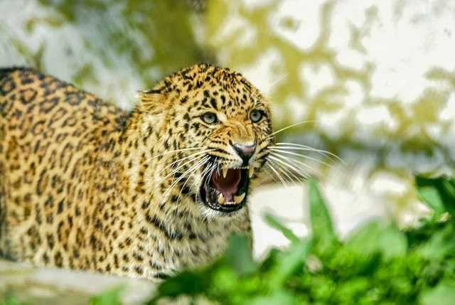 Scientists detect novel coronavirus in wild leopard cub in India