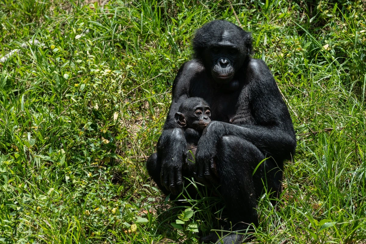Orphaned bonobos find sanctuary from poachers and bushmeat trade