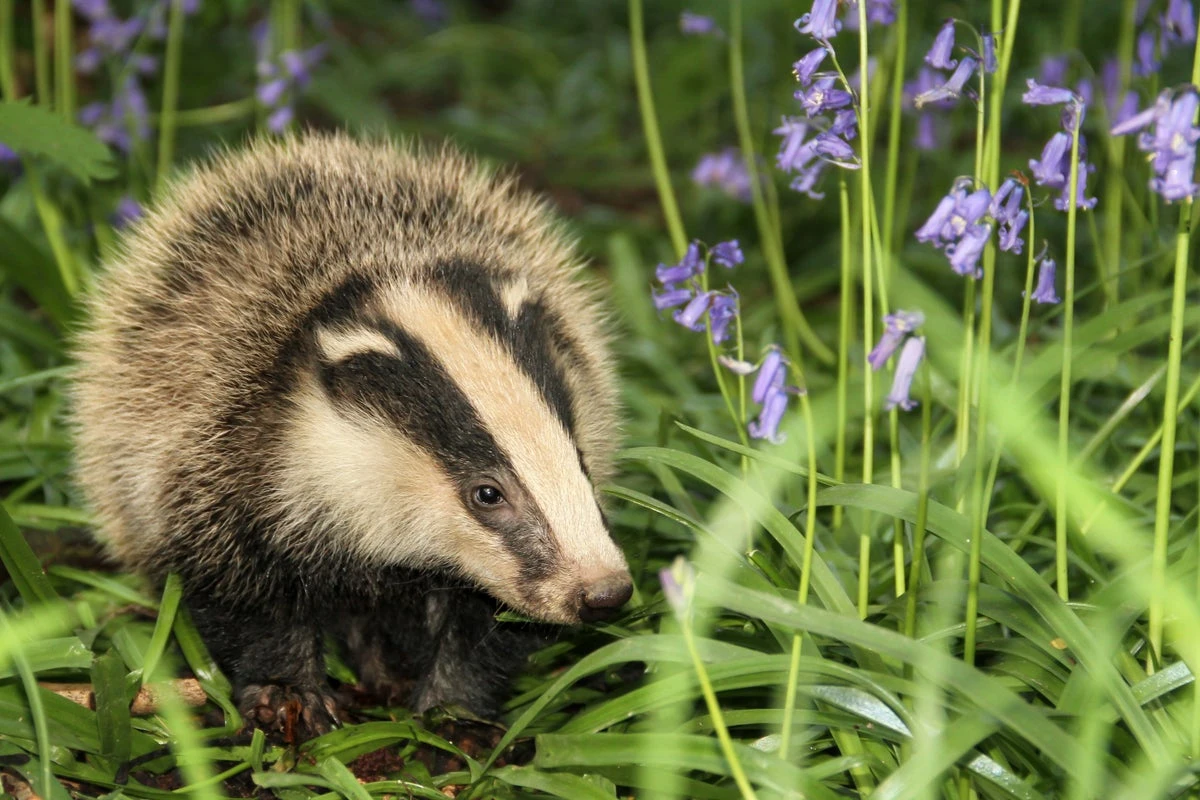 Badger cull expansion given go-ahead against advice of science chief