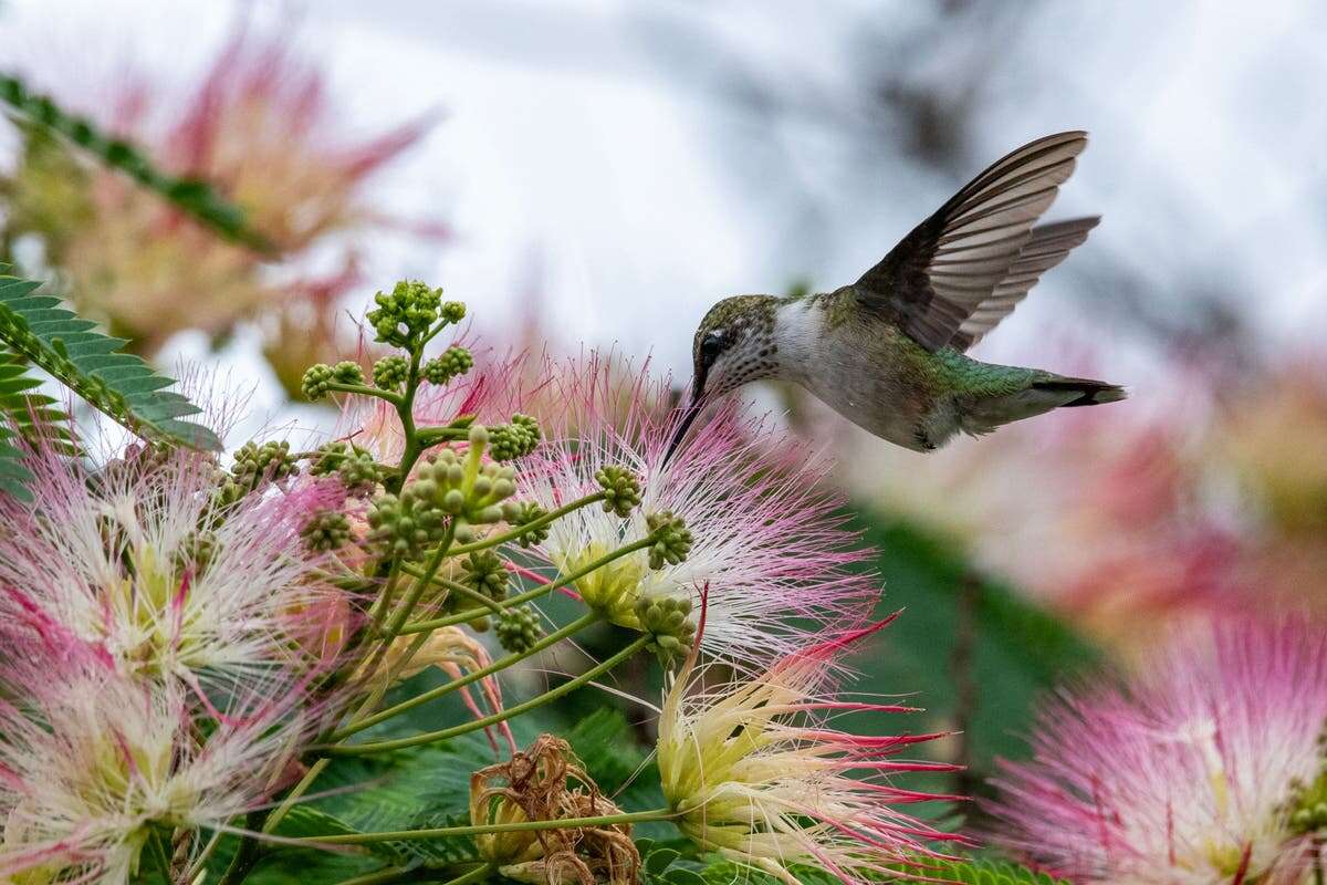 Scientists reveal how hummingbirds fly through narrow gaps