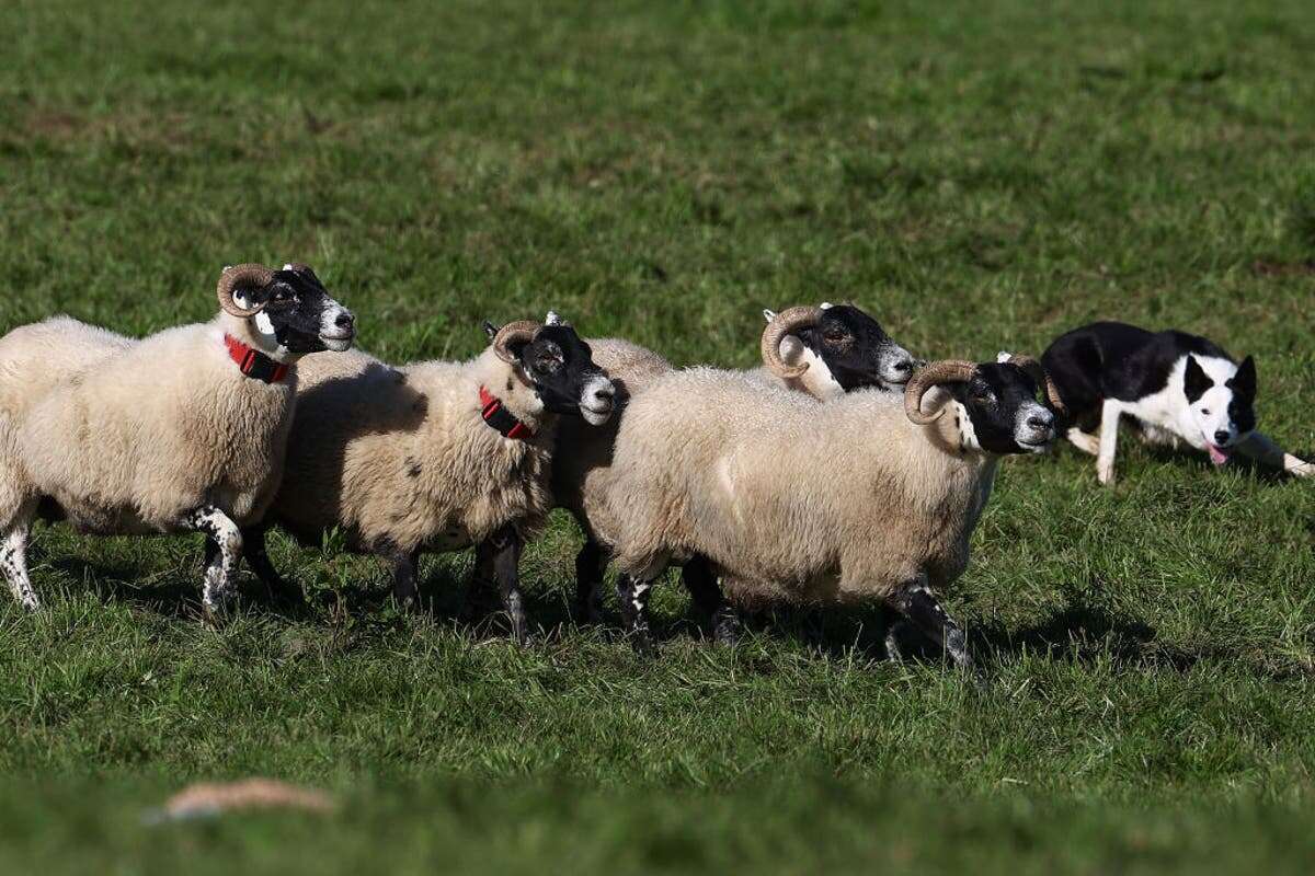 Man found guilty of stealing sheep and killing them in garage