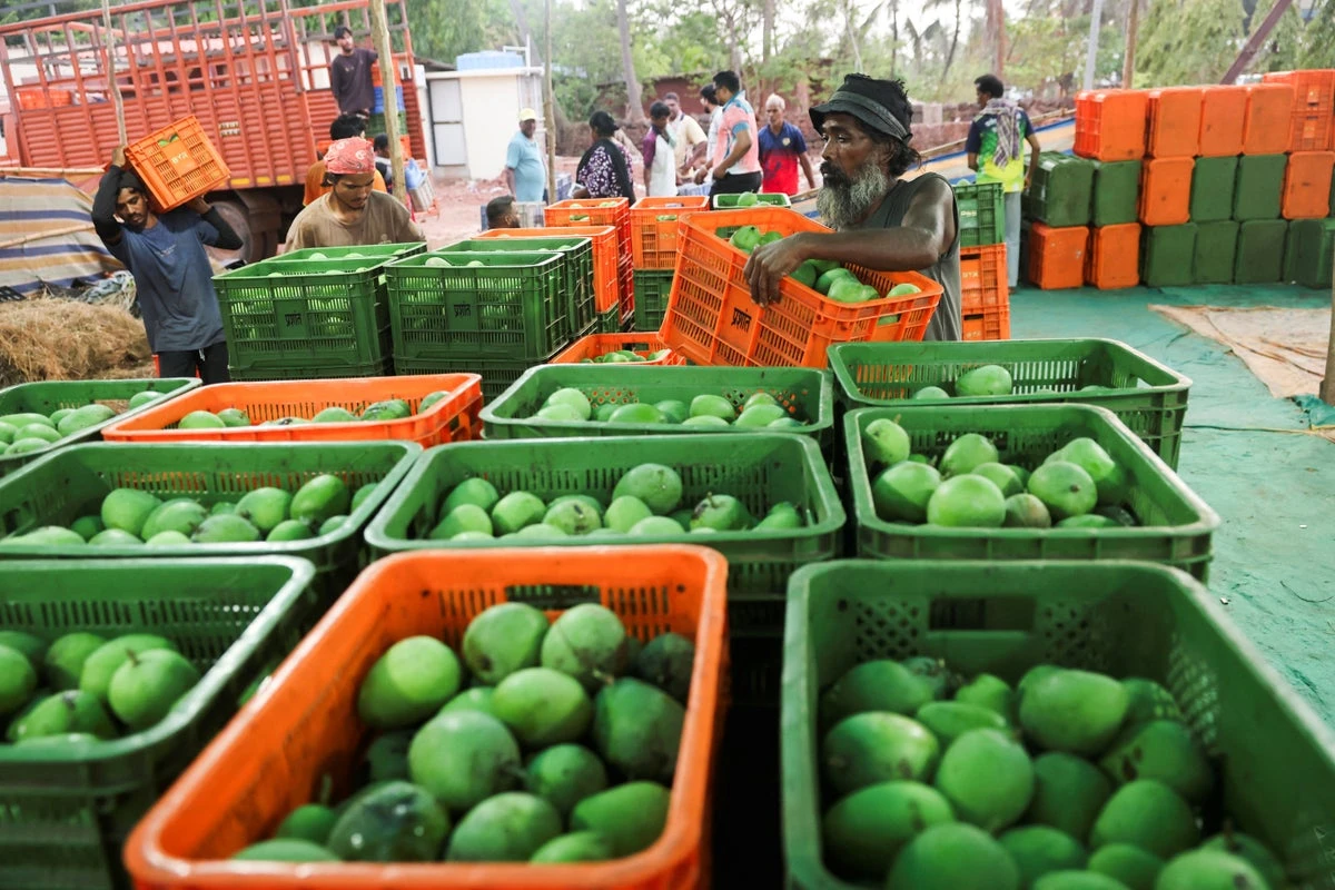India’s ‘king of mangoes’ crop devastated as farmers report 90% losses