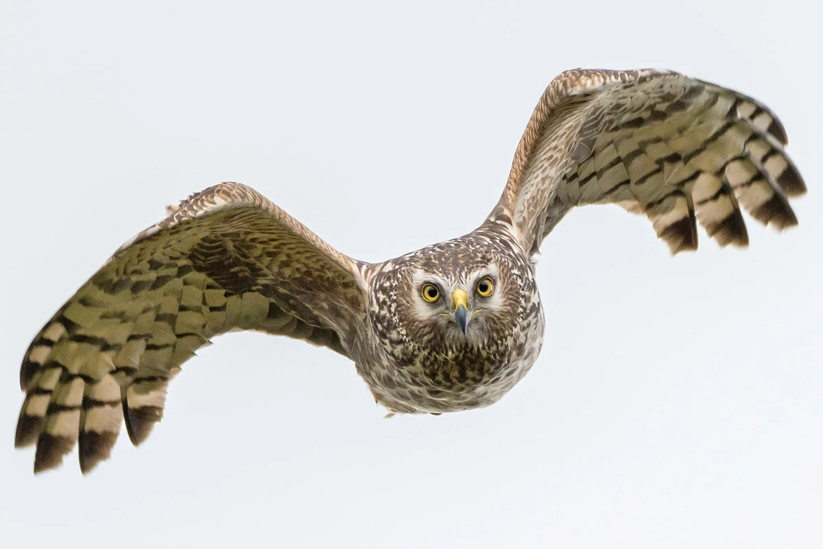 Birds of prey killed in crimes linked to gamebird shoots