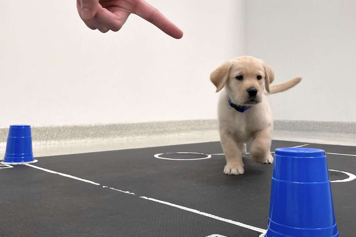 This is the best way to get your dog’s attention, scientists say