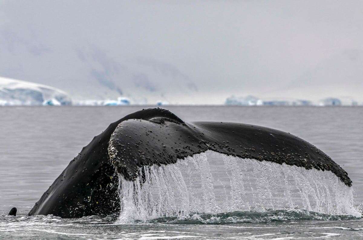 Scientists claim to have successfully ‘conversed’ with a whale