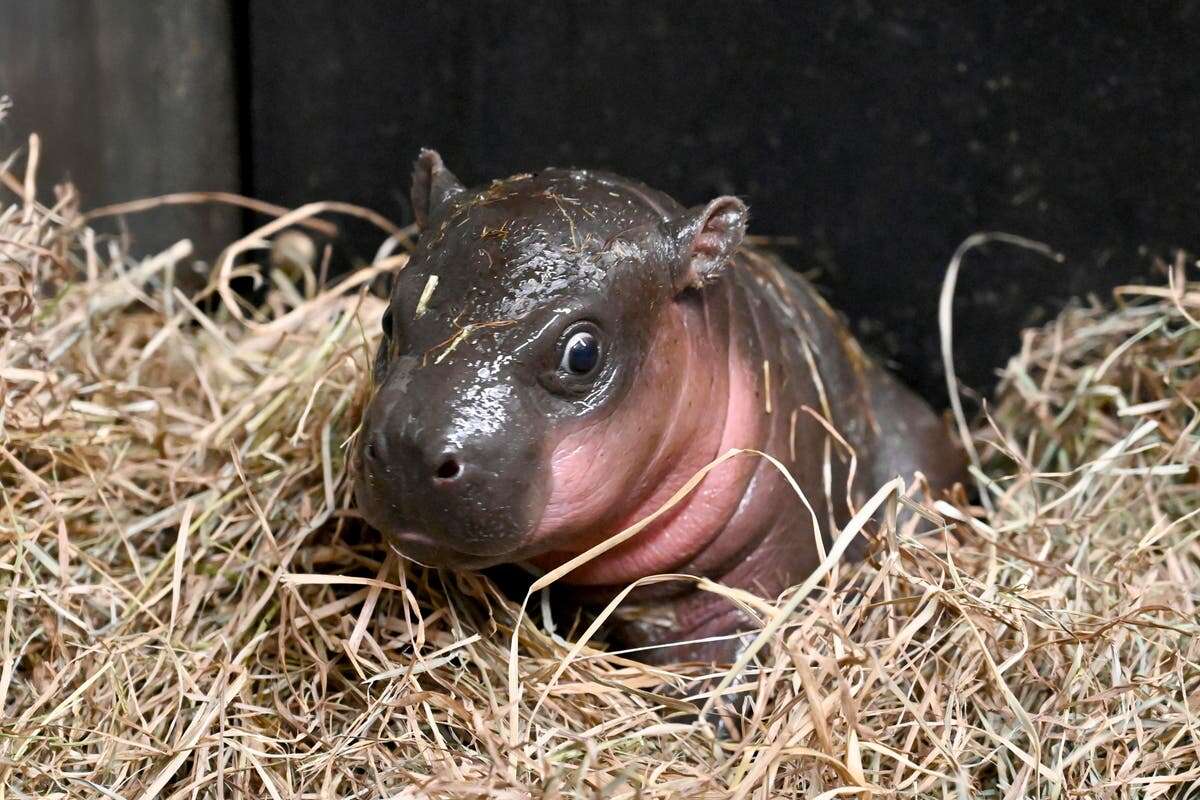 Virginia zoo welcomes newborn pygmy hippopotamus