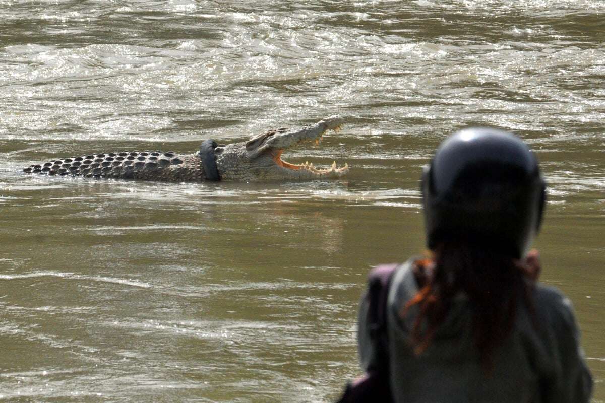 Escape of 105 crocodiles sparks calls to close Indonesian reptile farm