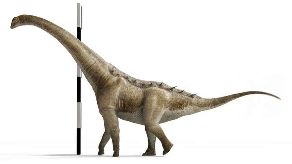 Scientists discover new species of titanosaur from 75m years ago