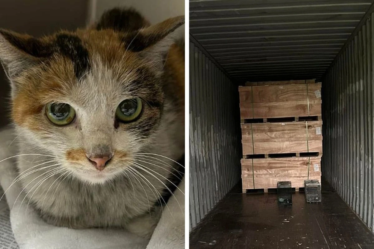 Cat stowaways from China to Minnesota and survives