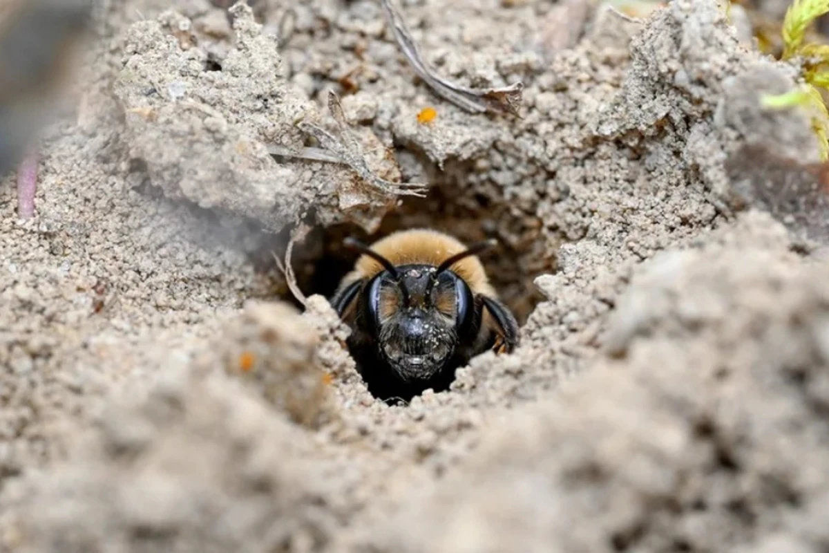Over 5M bees found under NY cemetery, one of largest colonies recorded