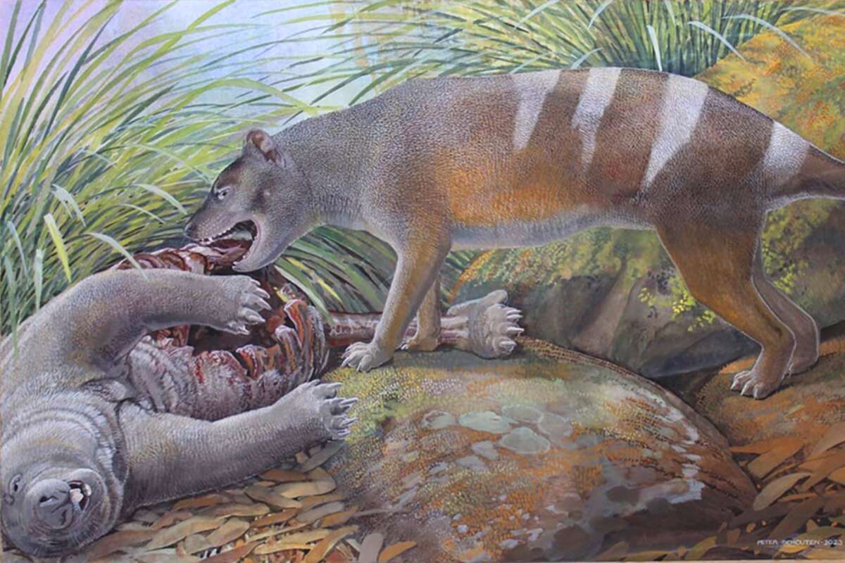 New ‘bone-crushing’ Tasmanian tiger ancestor discovered