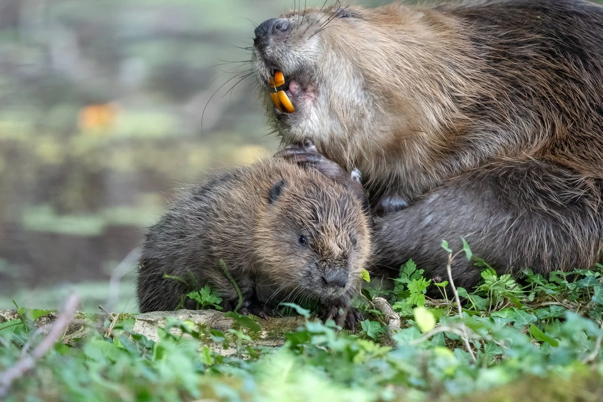 How beavers could become key to preventing droughts