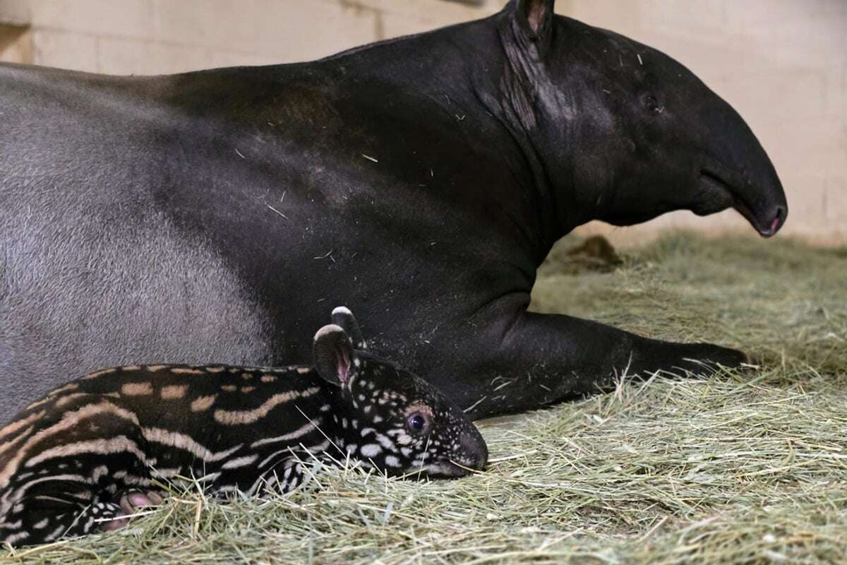 Adorable endangered Malayan tapir calf born at Washington zoo