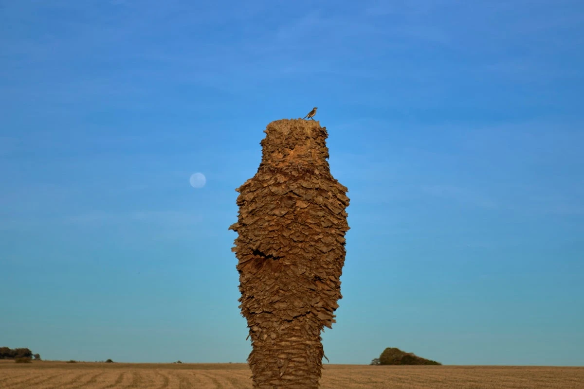 Iconic palm trees under threat by ‘invisible pest’