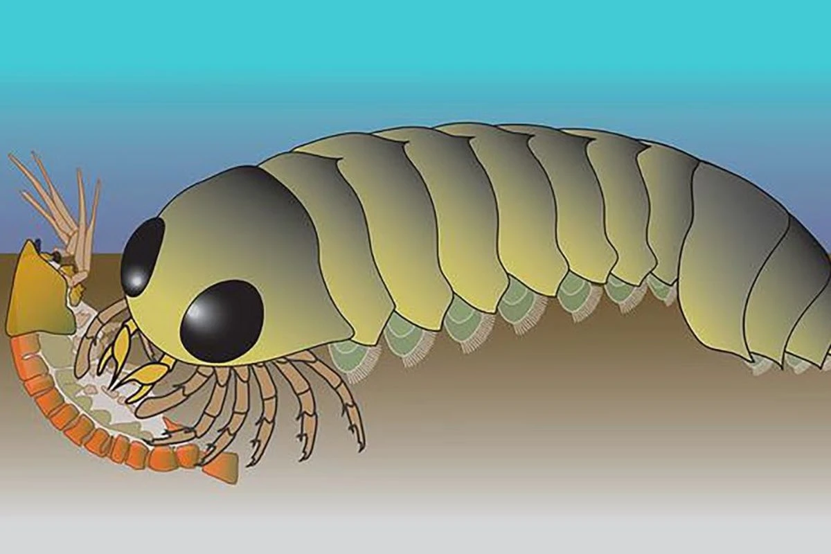 Spiders may have originated in the ocean before adapting to land
