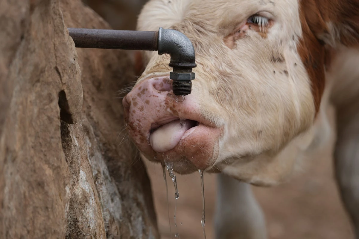 Water tanks replace springs on a Serbian mountain as drought endangers some 1,000 cows and horses