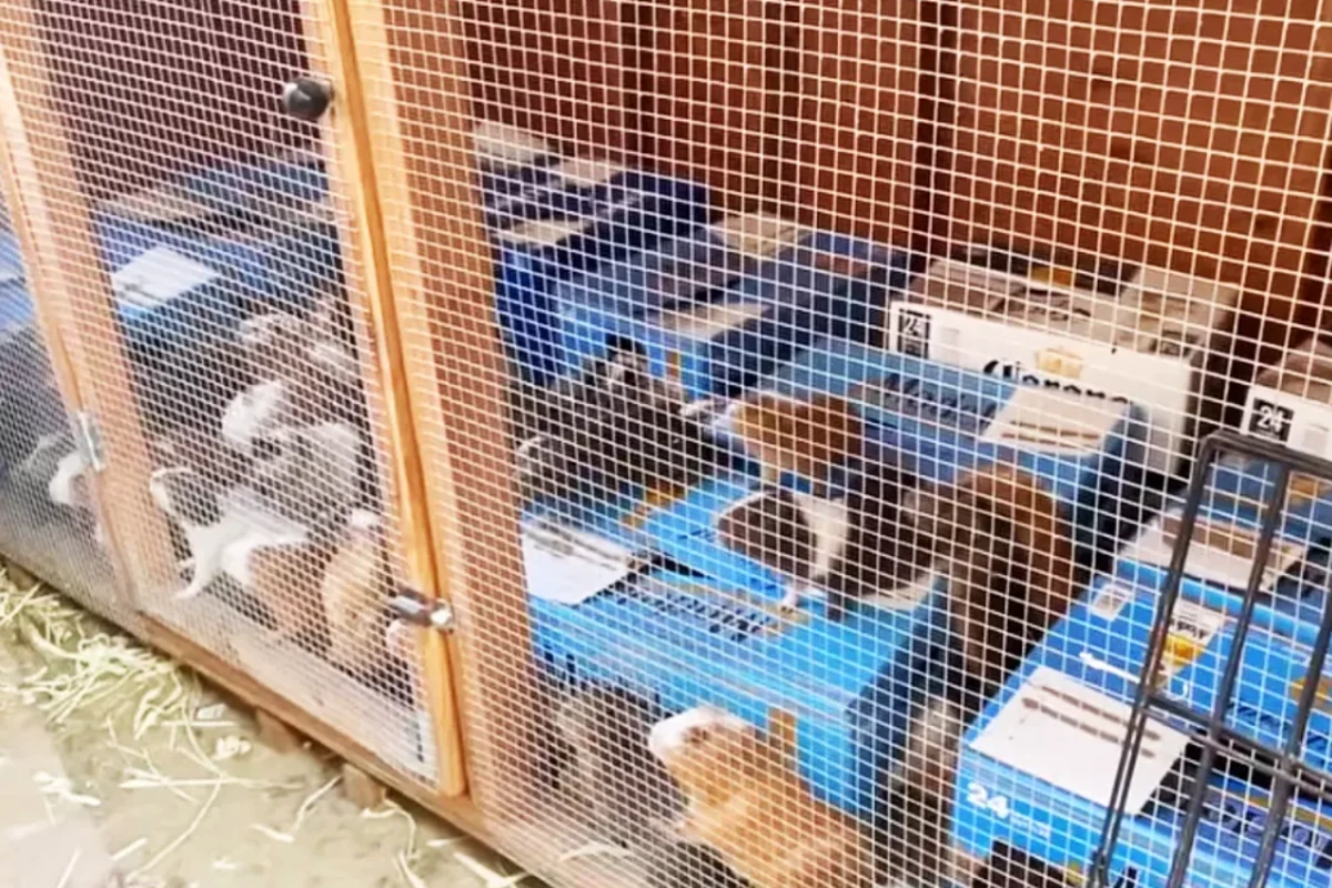 Hundreds of guinea pigs found in hoarder’s Los Angeles home