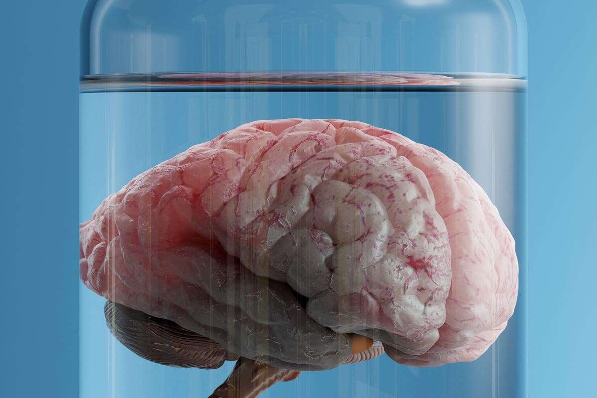 Scientists invent device to keep brain alive while severed from body