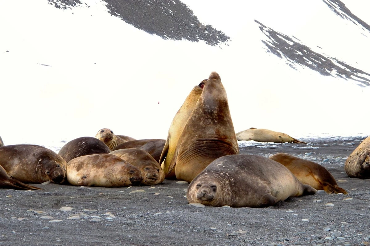 Hundreds of seal pups likely killed by disease sweeping the globe
