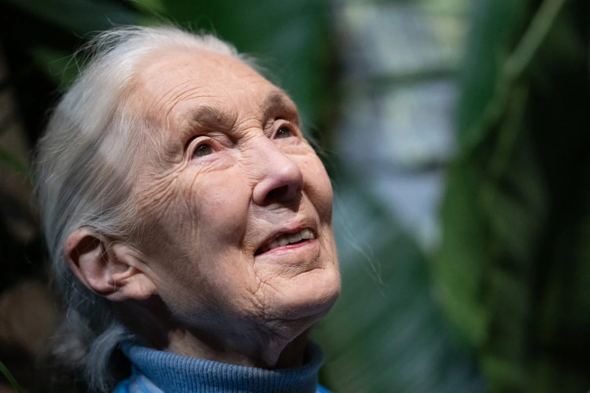 David Attenborough pays touching tribute to ‘dear friend’ Jane Goodall