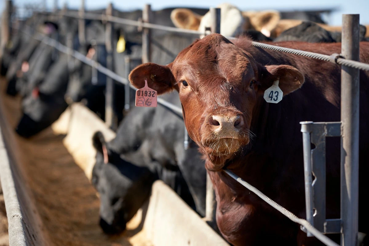 Texas bans lab-grown meat for the next two years