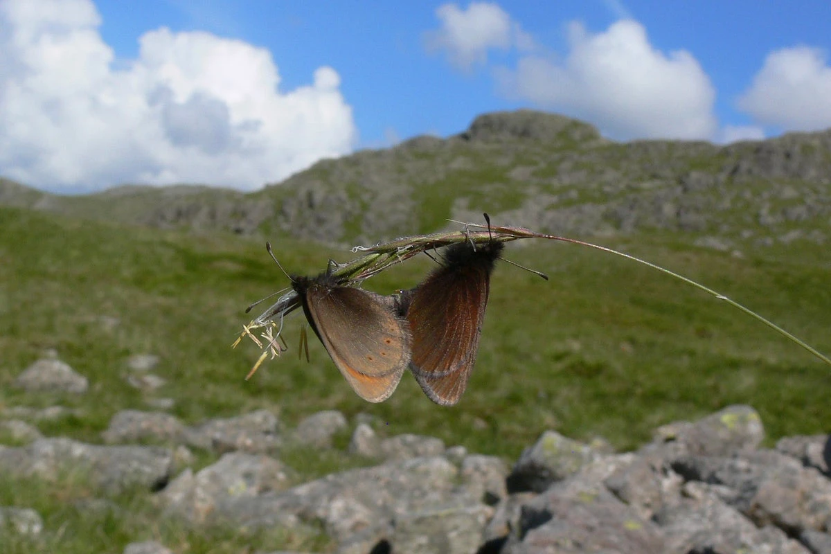 Walkers asked to look out for England’s only mountain butterfly