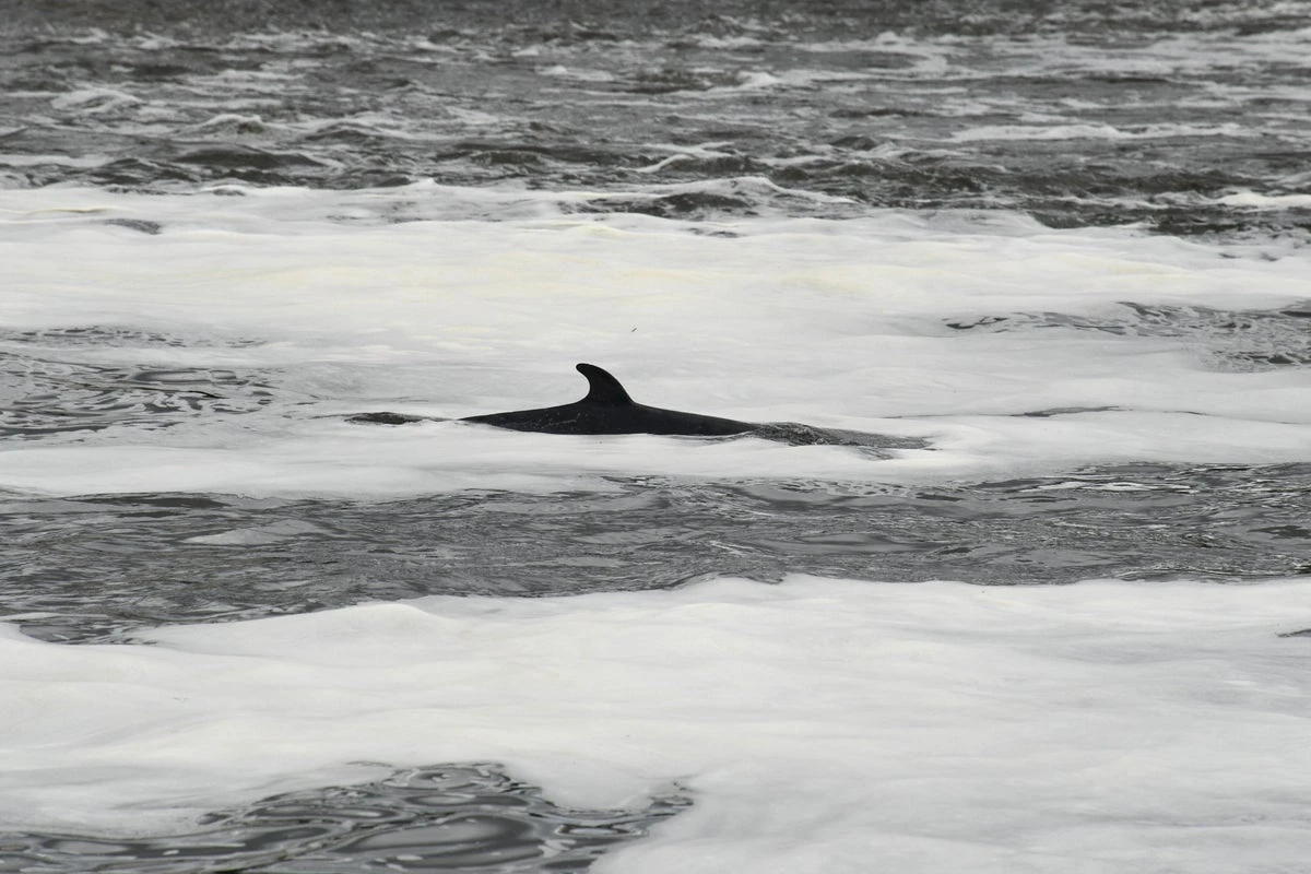 Whale killed and passenger thrown overboard after NJ boat collision