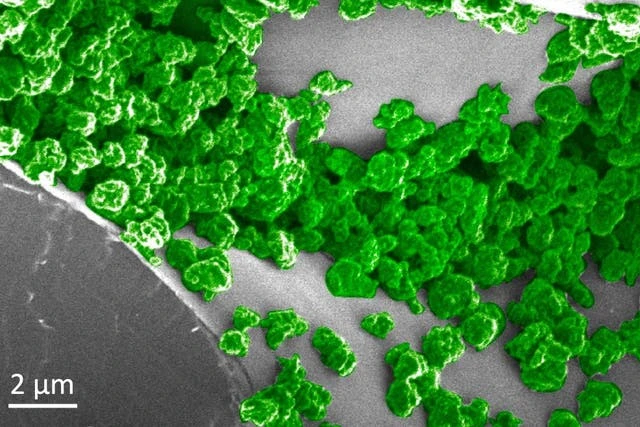Scientists create glow-in-the-dark plants than can be charged by LED