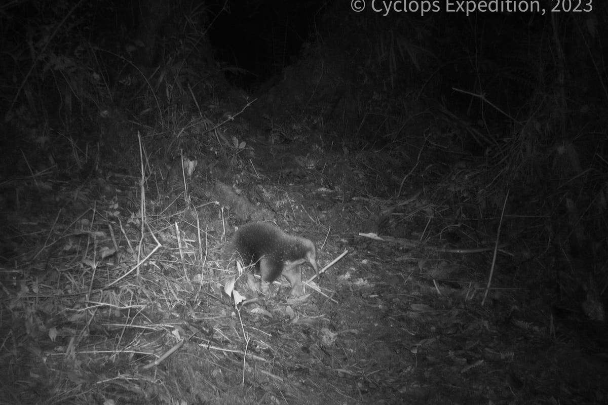 Rare egg-laying mammal named after Attenborough caught on film for first time