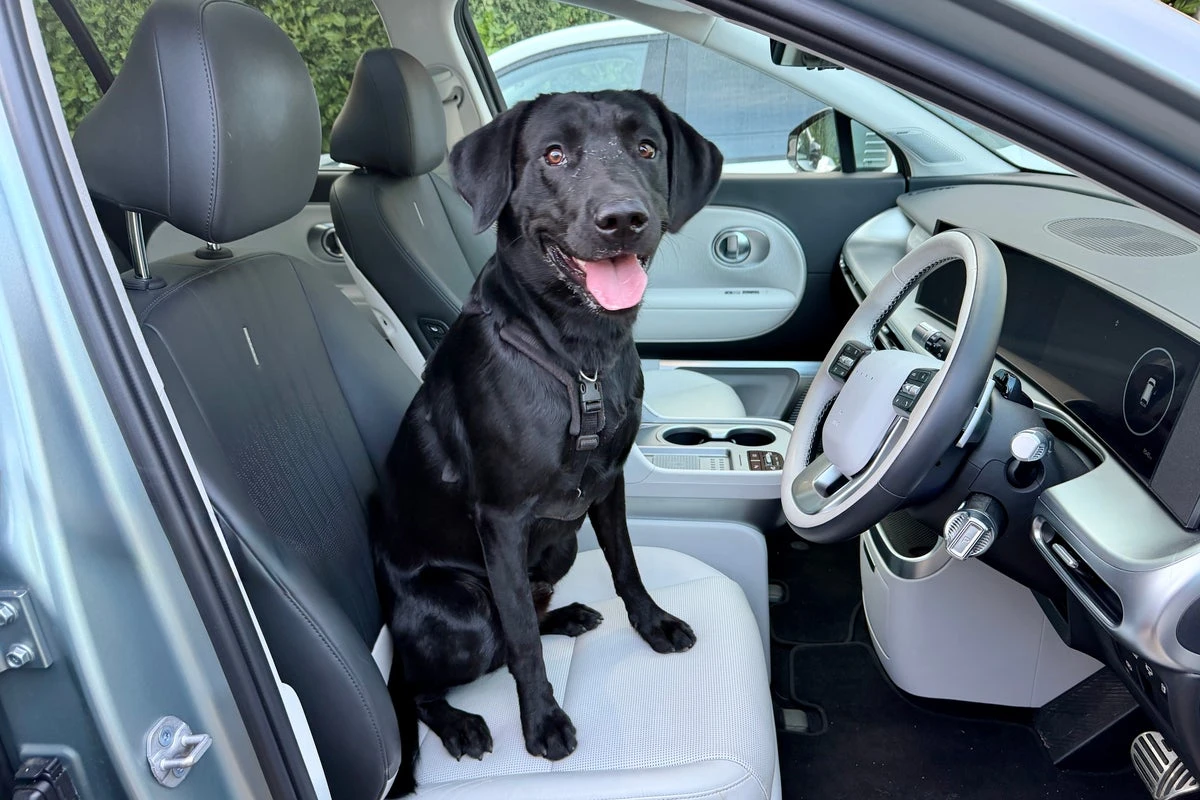 Heat warning for dog owners with EVs at charging stops