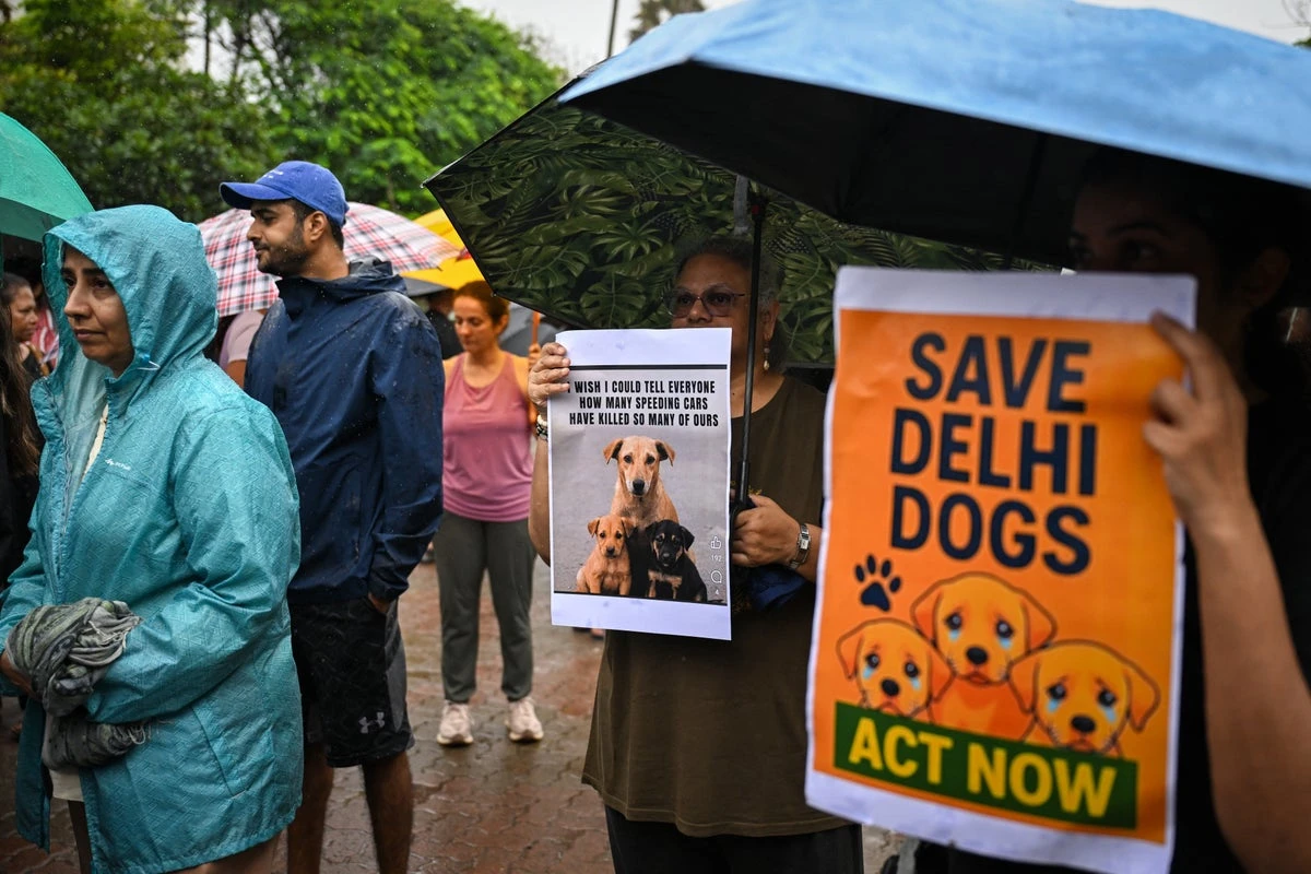 India ordered 1m dogs be removed from streets. The backlash was huge