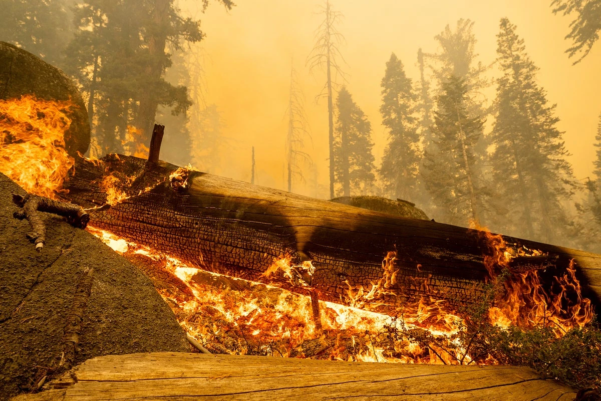Wildfire tears through grove of ancient trees in Californian forest