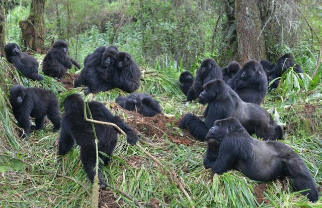 Gorillas socially distancing prevents illness spreading, study finds